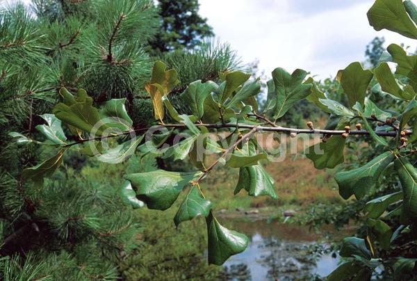 Brown blooms; Deciduous; Broadleaf; North American Native