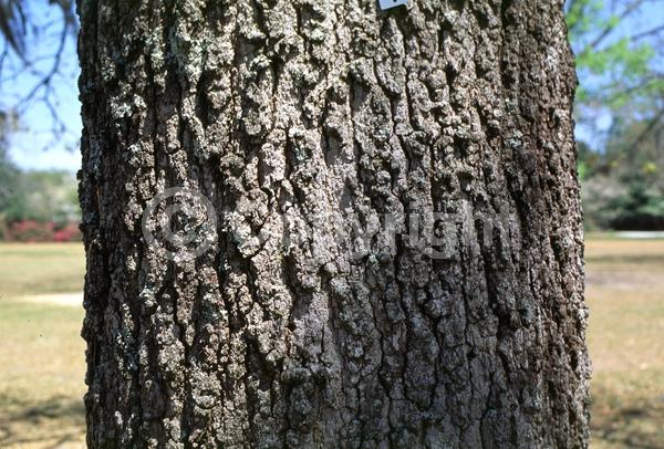 Brown blooms; Deciduous; Broadleaf; North American Native