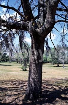 Brown blooms; Deciduous; Broadleaf; North American Native