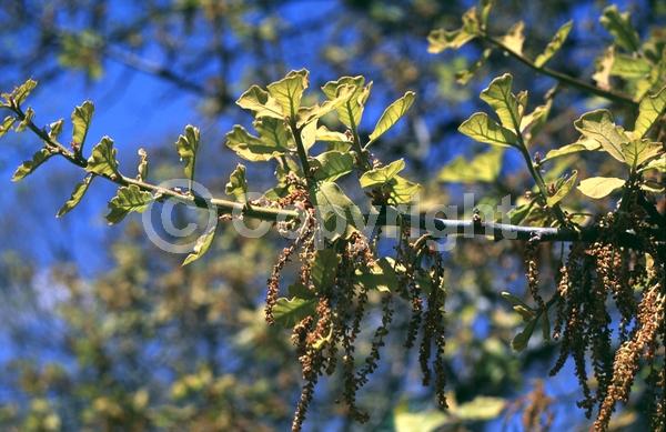 Brown blooms; Deciduous; Broadleaf; North American Native