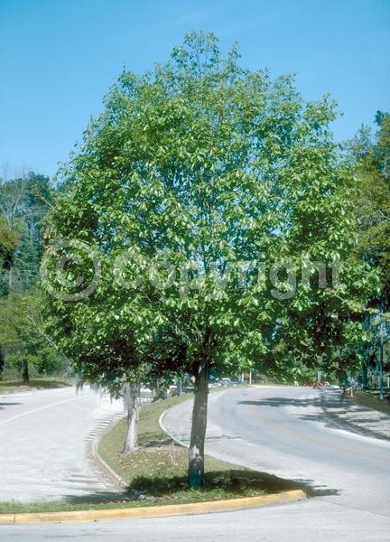 Brown blooms; Deciduous; Broadleaf; North American Native