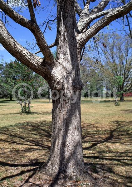 Brown blooms; Deciduous; Broadleaf; North American Native