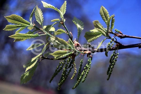 Brown blooms; Deciduous; Broadleaf; North American Native