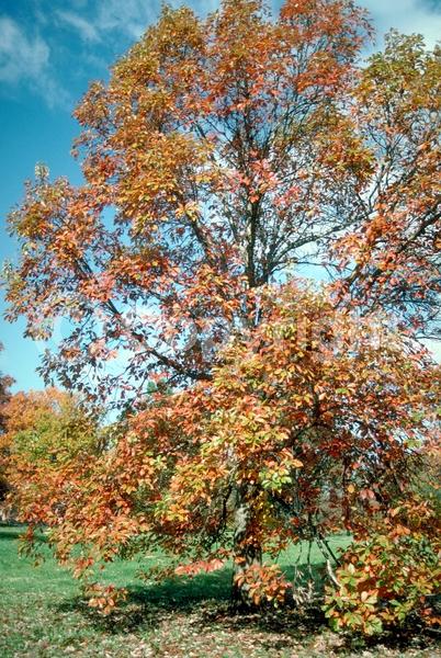 Brown blooms; Deciduous; Broadleaf; North American Native