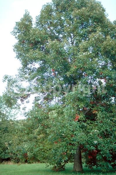 Brown blooms; Deciduous; Broadleaf; North American Native