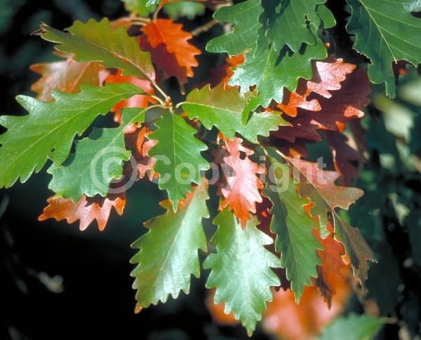 Brown blooms; Deciduous; Broadleaf; North American Native