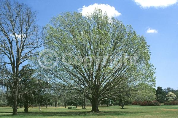 Brown blooms; Deciduous; Broadleaf; North American Native
