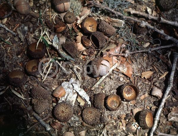 Brown blooms; Deciduous; Broadleaf; North American Native