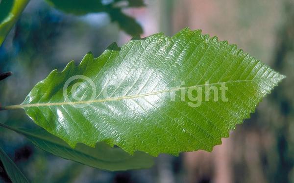 Brown blooms; Deciduous; Broadleaf; North American Native