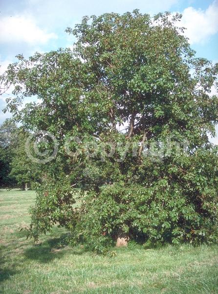 Brown blooms; Evergreen; Needles or needle-like leaf