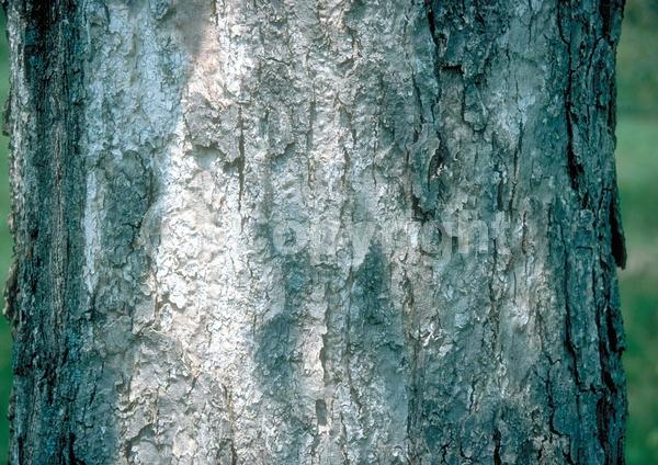 Brown blooms; Deciduous; Broadleaf; North American Native