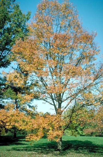 Brown blooms; Deciduous; Broadleaf; North American Native
