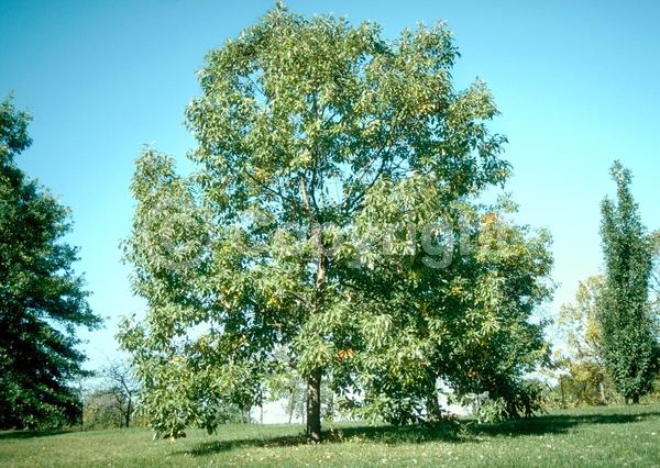 Brown blooms; Deciduous; Broadleaf; North American Native