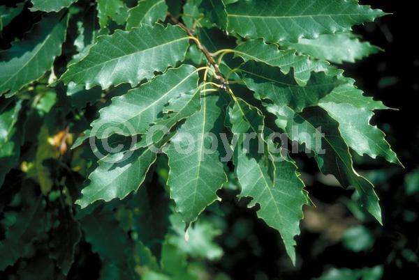 Brown blooms; Deciduous; Broadleaf; North American Native