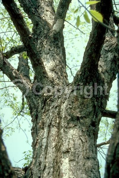Brown blooms; Deciduous; Broadleaf; North American Native