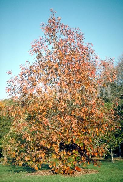 Brown blooms; Deciduous; Broadleaf; North American Native
