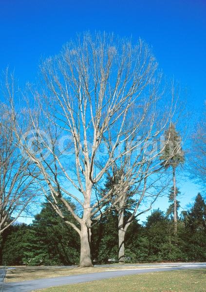 Brown blooms; Deciduous; Broadleaf; North American Native