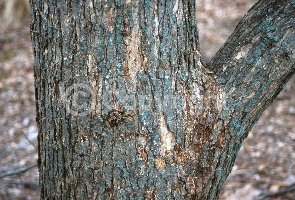 Brown blooms; Deciduous; Broadleaf; North American Native