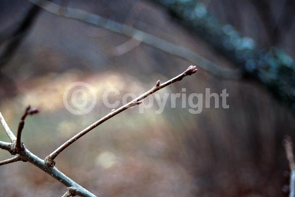 Brown blooms; Deciduous; Broadleaf; North American Native