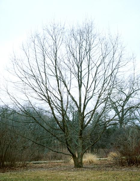 Brown blooms; Deciduous; Broadleaf; North American Native