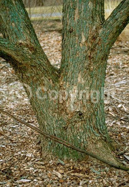 Brown blooms; Deciduous; Broadleaf; North American Native