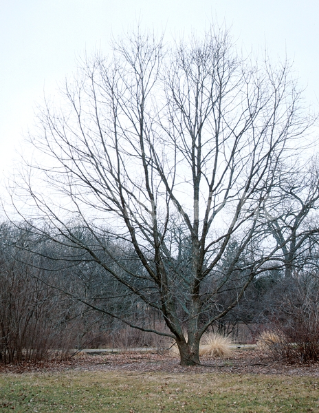 Brown blooms; Deciduous; Broadleaf; North American Native