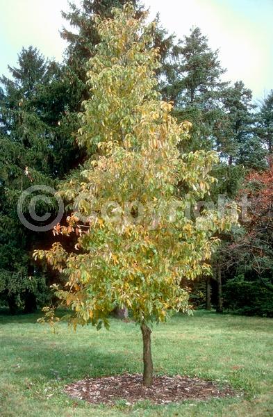 Brown blooms; Deciduous; Broadleaf; North American Native