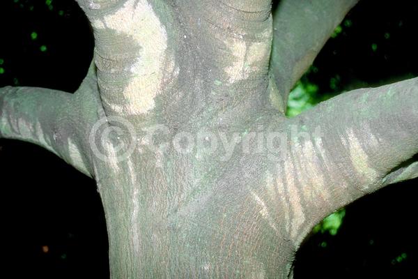 Brown blooms; Evergreen