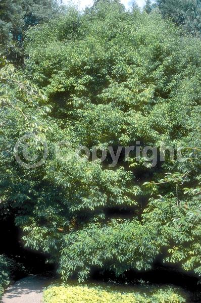 Brown blooms; Evergreen