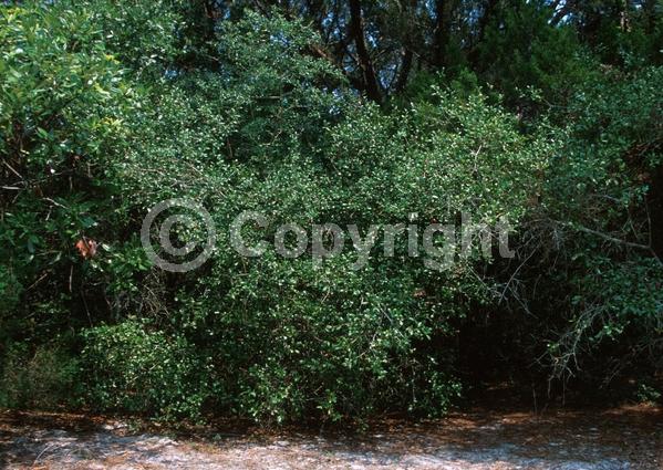 Brown blooms; Evergreen; North American Native