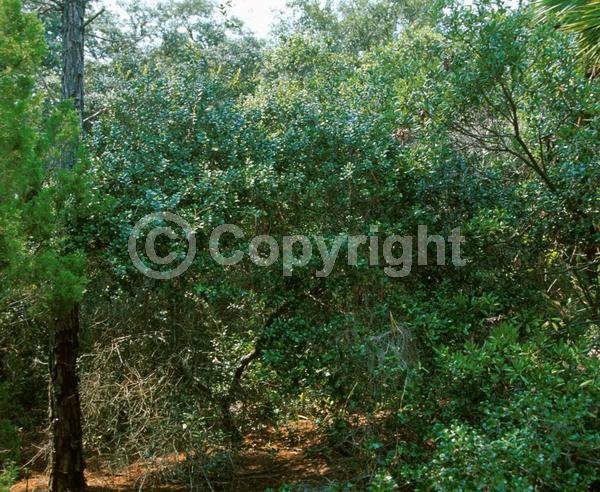 Brown blooms; Evergreen; North American Native