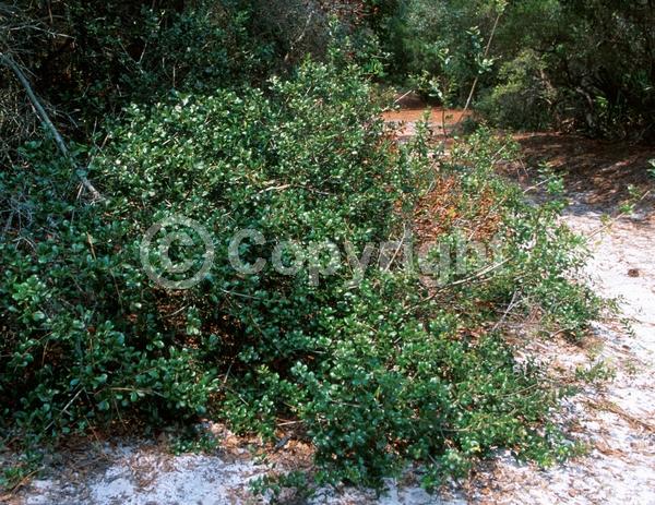 Brown blooms; Evergreen; North American Native