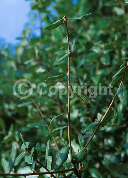 Brown blooms; Evergreen; North American Native