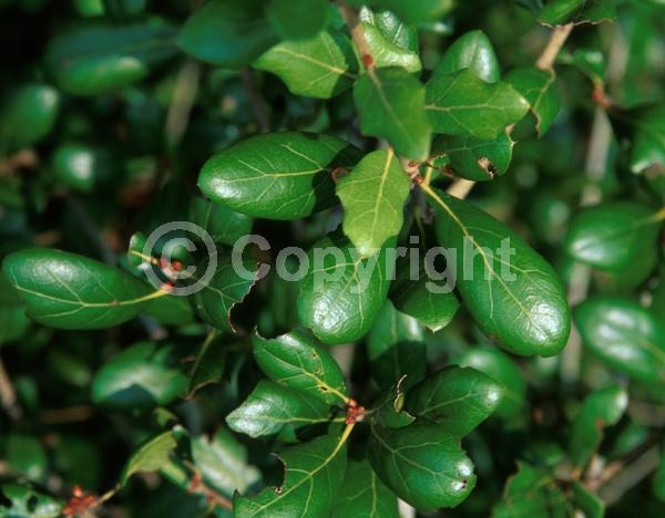 Brown blooms; Evergreen; North American Native