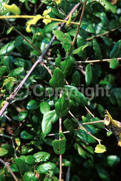 Brown blooms; Evergreen; North American Native