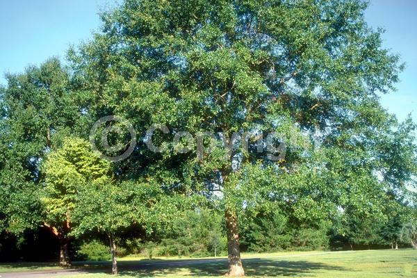 Brown blooms; Semi-evergreen; Broadleaf; North American Native
