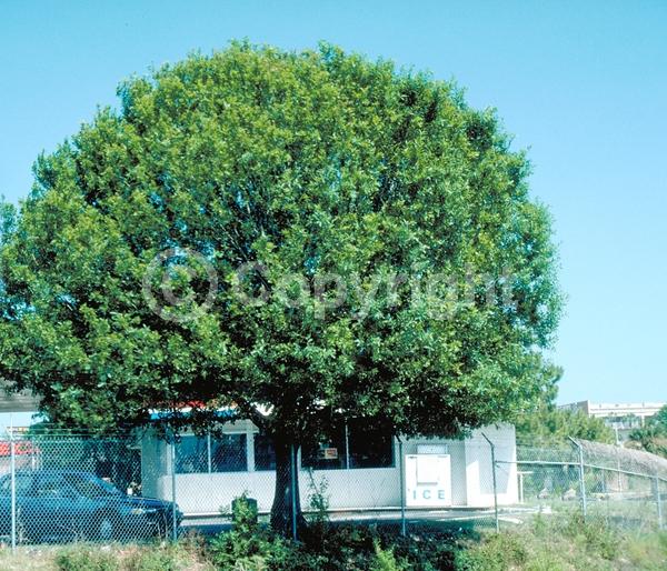 Brown blooms; Semi-evergreen; Broadleaf; North American Native