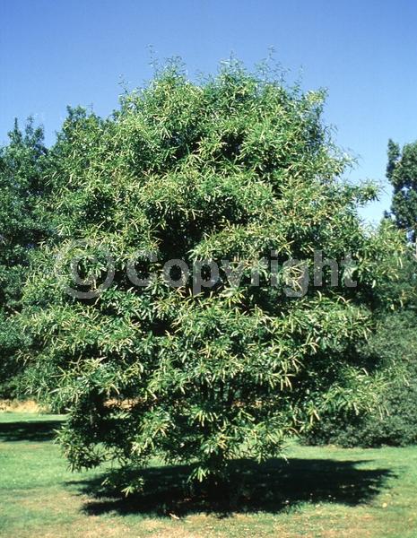 Brown blooms; Semi-evergreen; Broadleaf; North American Native