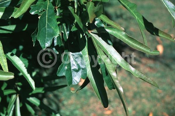 Brown blooms; Semi-evergreen; Broadleaf; North American Native