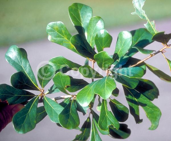 Brown blooms; Semi-evergreen; Broadleaf; North American Native