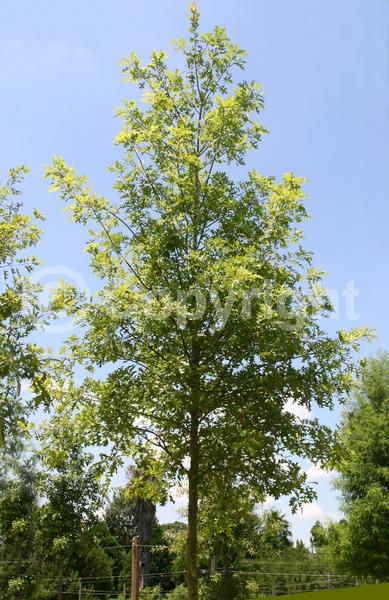 Yellow blooms; Green blooms; Deciduous; Broadleaf
