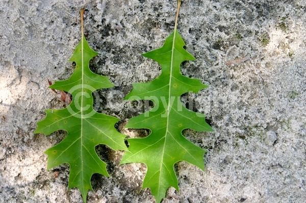 Yellow blooms; Green blooms; Deciduous; Broadleaf