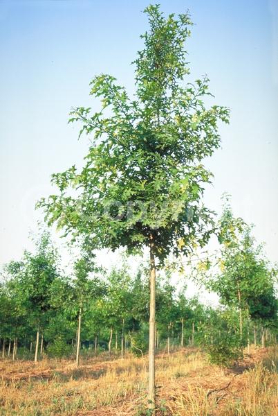 Brown blooms; Deciduous; Broadleaf; North American Native