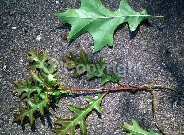 Brown blooms; Deciduous; Broadleaf; North American Native