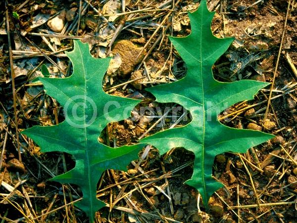 Brown blooms; Deciduous; Broadleaf; North American Native