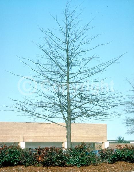 Brown blooms; Deciduous; Broadleaf; North American Native