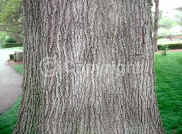 Brown blooms; Deciduous; Broadleaf; North American Native