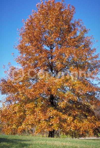 Brown blooms; Deciduous; Broadleaf; North American Native