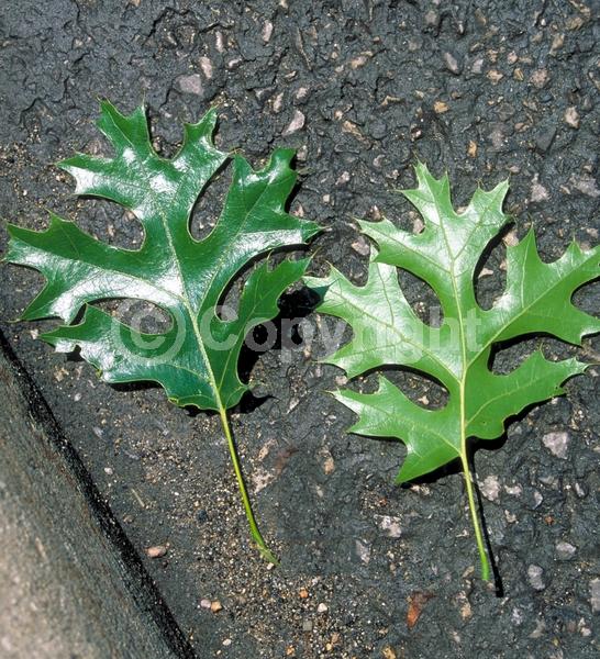Brown blooms; Deciduous; Broadleaf; North American Native