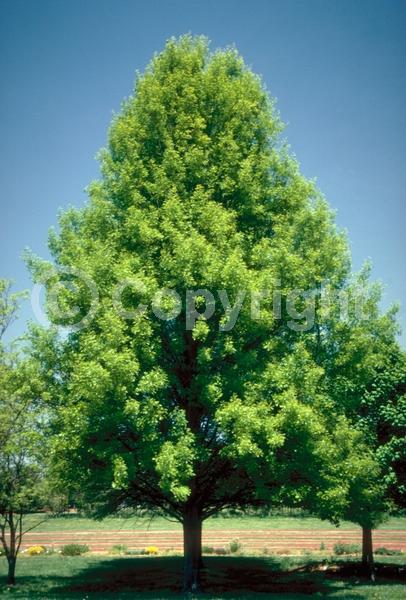 Brown blooms; Deciduous; Broadleaf; North American Native